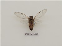 藏品(北埔姬春蟬)的圖片